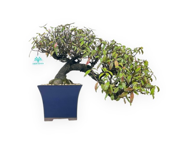 Trachelospermum Asiaticum - Jasmin oriental - 38 cm