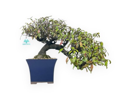 Trachelospermum Asiaticum - Gelsomino Orientale - 38 cm