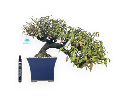 Trachelospermum Asiaticum - Oriental Jasmine - 38 cm