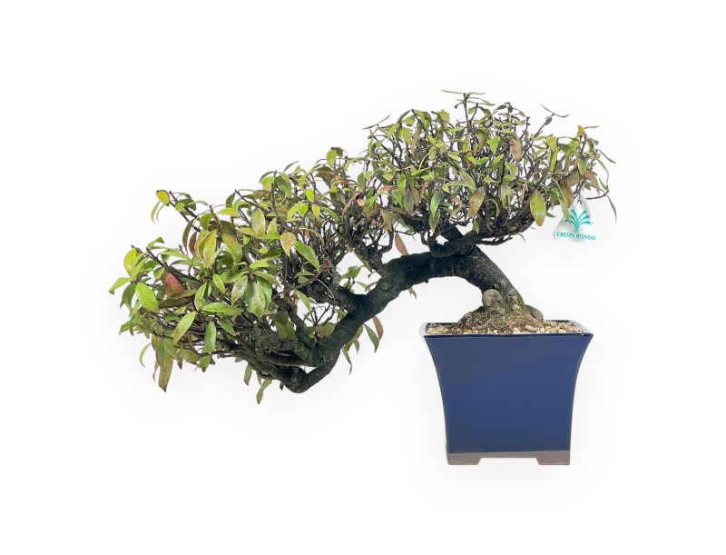 Trachelospermum Asiaticum - Orientalischer Jasmin - 38 cm
