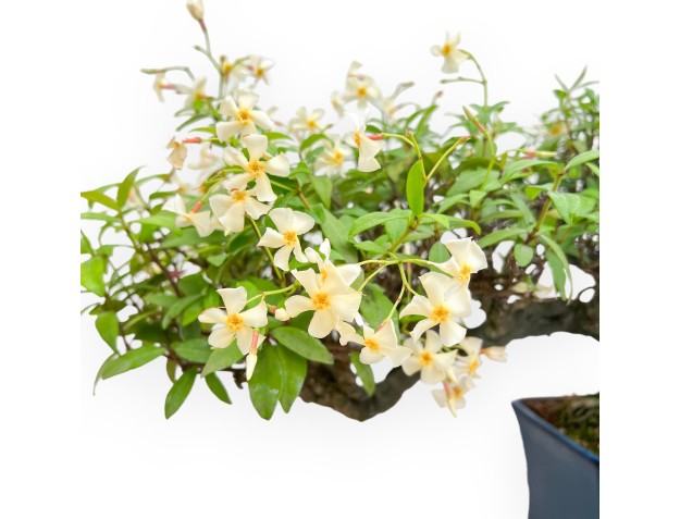 Trachelospermum Asiaticum - Oosterse Jasmijn - 38 cm 2