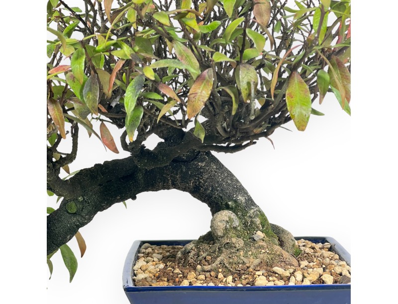 Trachelospermum Asiaticum - Gelsomino Orientale - 38 cm