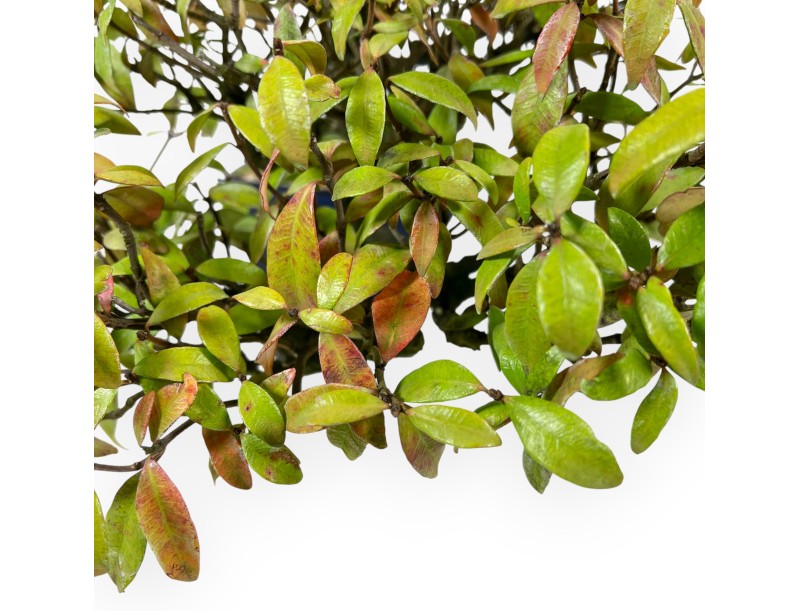 Trachelospermum Asiaticum - Orientalischer Jasmin - 38 cm