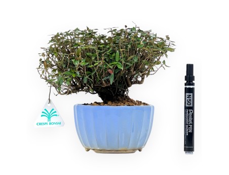Trachelospermum bonsai 20 cm | Enamelled round pot