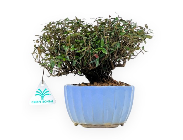 Trachelospermum Bonsai 20 cm | Emaillierter runder Topf