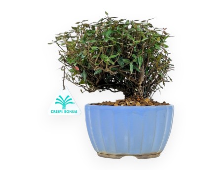 Trachelospermum bonsai 20 cm | Maceta redonda esmaltada