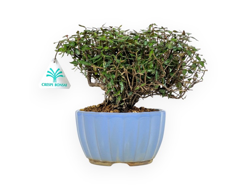 Trachelospermum bonsai 20 cm | Geëmailleerde ronde pot