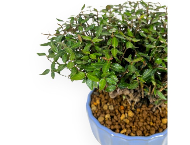 Trachelospermum bonsai 20 cm | Enamelled round pot 2