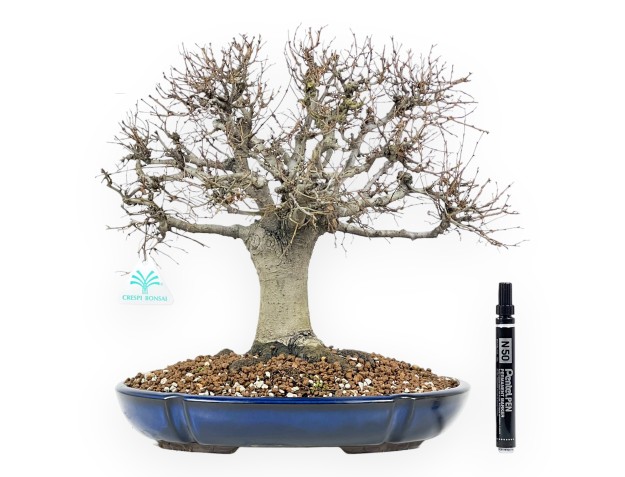 Bonsai di Zelkova Serrata 35 cm – Caducifoglie da Esterno 2