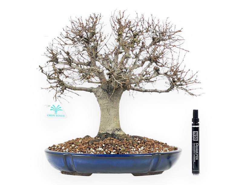 Zelkova Serrata Bonsái 35 cm - Árboles de hoja caduca de exterior