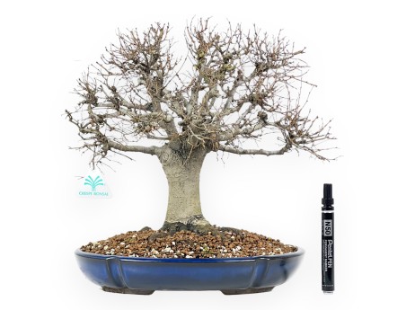 Bonsai di Zelkova Serrata 35 cm – Caducifoglie da Esterno