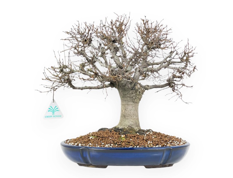 Zelkova Serrata Bonsai 35 cm - Outdoor deciduous trees