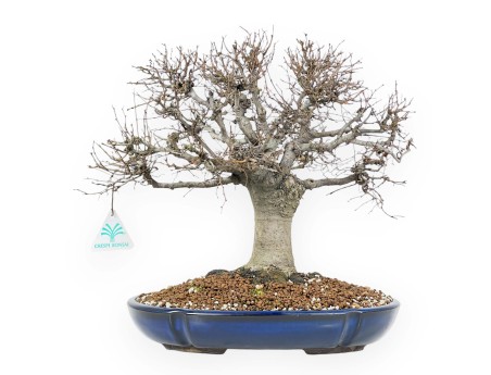 Zelkova Serrata Bonsai 35 cm - Outdoor deciduous trees