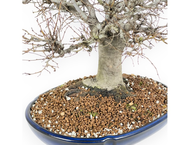 Zelkova Serrata Bonsai 35 cm - Outdoor Laubbäume