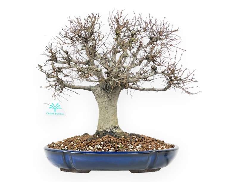 Zelkova Serrata Bonsai 35 cm - Arbres à feuilles caduques d'extérieur