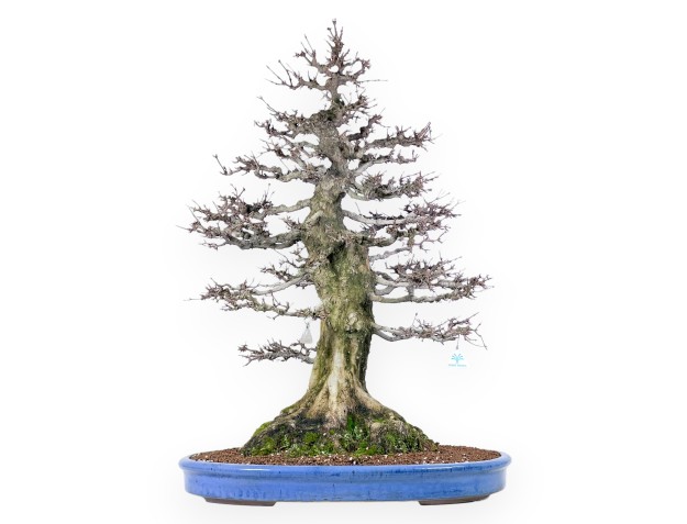 Acer buergerianum bonsai 92cm| deciduous specimen