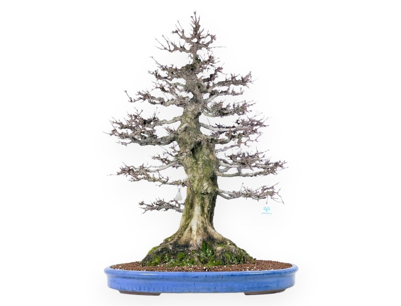 Acer buergerianum bonsai 92cm| espécimen de hoja caduca