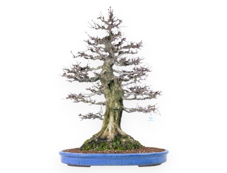 Acer buergerianum bonsai 92cm| espécimen de hoja caduca