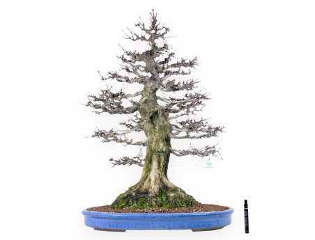 Acer buergerianum bonsai 92cm| spécimen à feuilles caduques