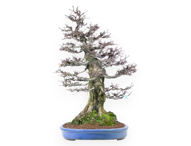 Acer buergerianum bonsai 92cm| spécimen à feuilles caduques