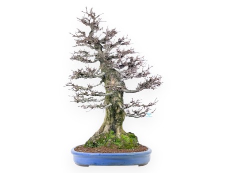 Acer buergerianum bonsai 92cm| espécimen de hoja caduca