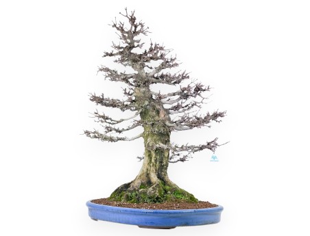 Acer buergerianum bonsai 92cm| deciduous specimen