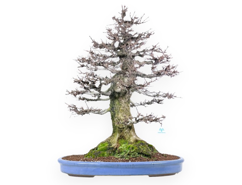 Acer buergerianum bonsai 92cm| bladverliezend exemplaar