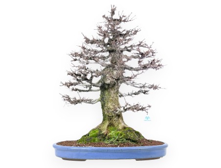 Acer buergerianum bonsai 92cm| deciduous specimen