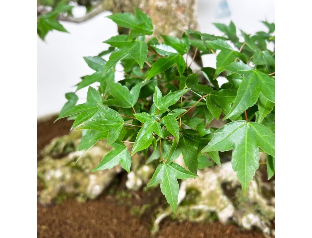 Acer buergerianum bonsai 92cm| spécimen à feuilles caduques 2