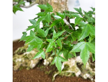 Acer buergerianum bonsai 92cm| spécimen à feuilles caduques