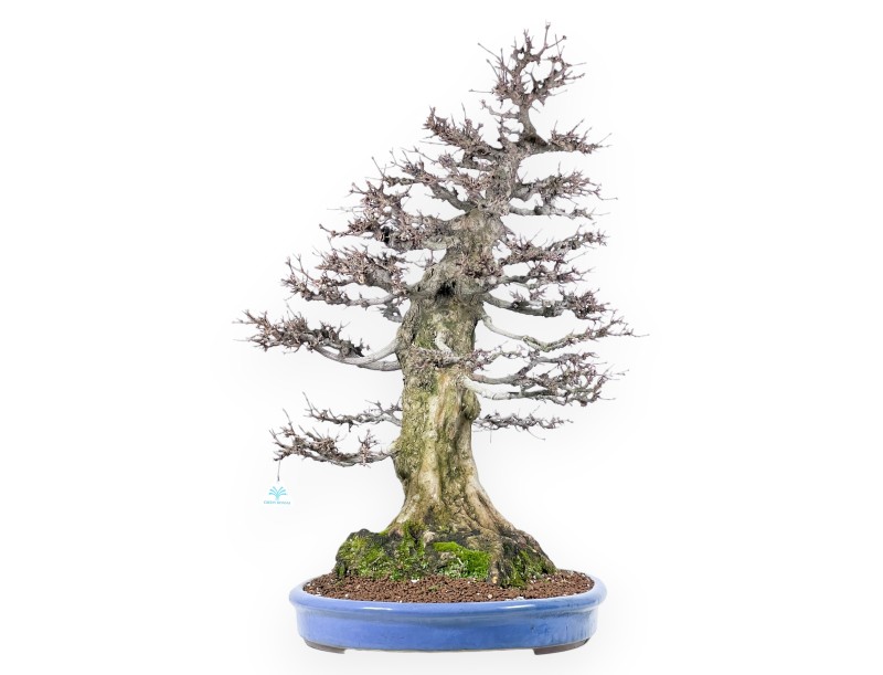 Acer buergerianum bonsai 92cm| spécimen à feuilles caduques