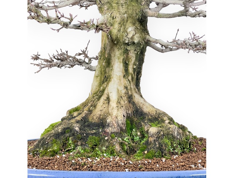 Acer buergerianum bonsai 92cm| bladverliezend exemplaar