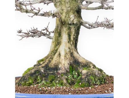 Acer buergerianum bonsai 92cm| espécimen de hoja caduca