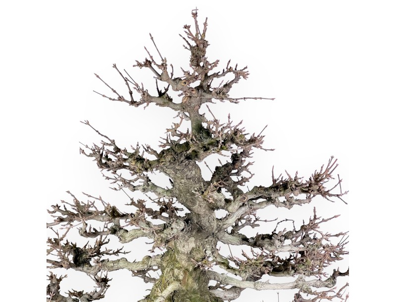 Acer buergerianum bonsai 92cm| bladverliezend exemplaar