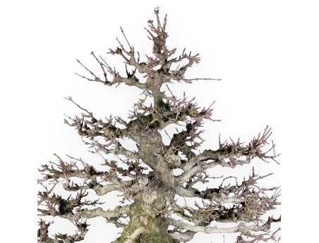 Acer buergerianum bonsai 92cm| bladverliezend exemplaar