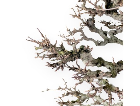 Acer buergerianum bonsai 92cm| spécimen à feuilles caduques