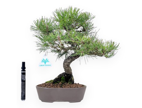 Pinus thunbergii bonsai 34 cm | Oval stoneware pot