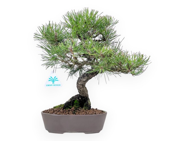 Pinus thunbergii bonsai 34 cm | Ovaal ongeglazuurde pot