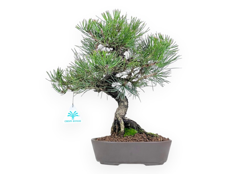 Bonsai di Pinus thunbergii da 34 cm | Vaso ovale grès