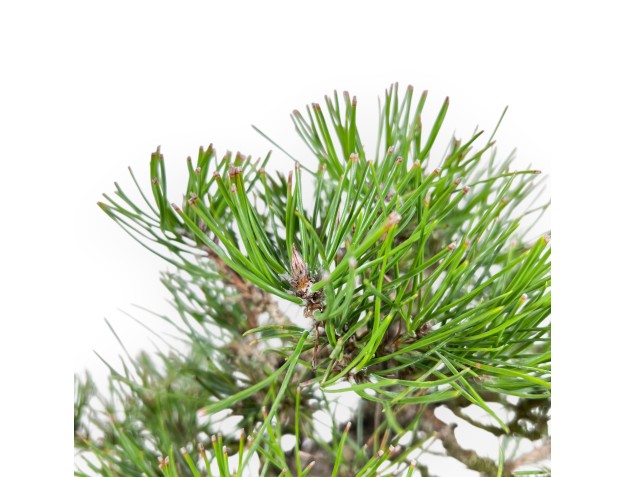 Bonsai di Pinus thunbergii da 34 cm | Vaso ovale grès 2