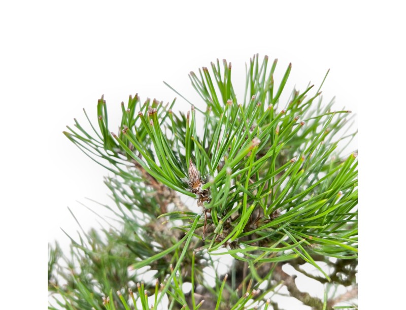 Pinus thunbergii bonsai 34 cm | Pot ovale en grès