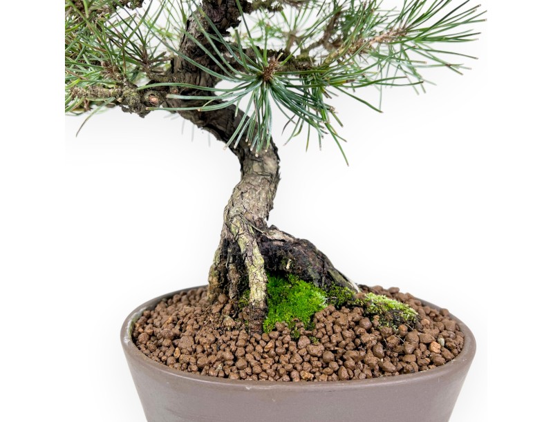 Pinus thunbergii Bonsai 34 cm | Oval Steingut Topf