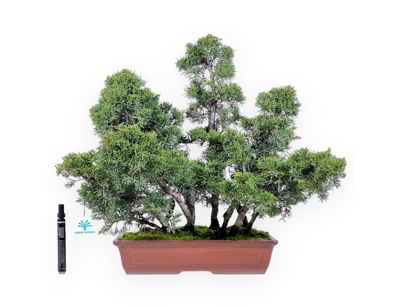 Enebro bonsái 47 cm | Maceta rectangular de gres