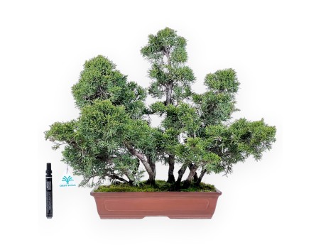 Bonsaï de genévrier de 47 cm | Pot rectangulaire en grès