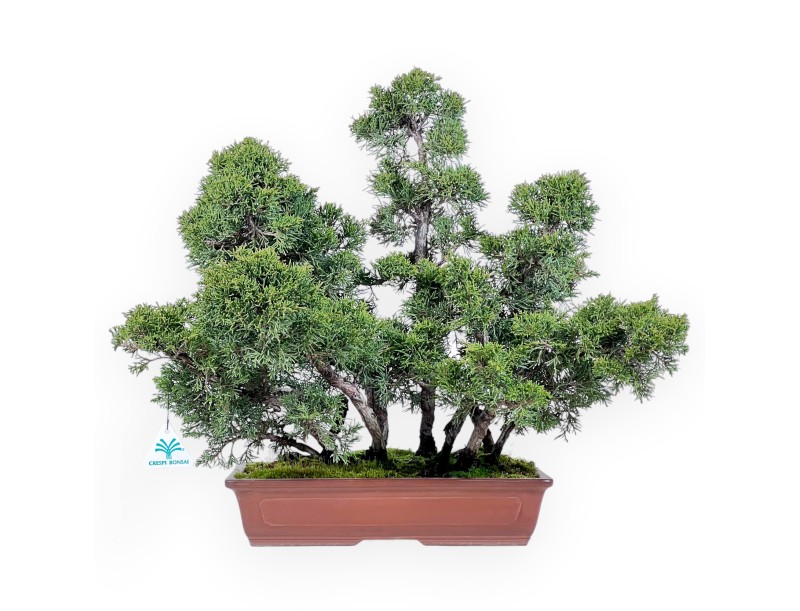 Juniper bonsai 47 cm | Rectangular stoneware pot