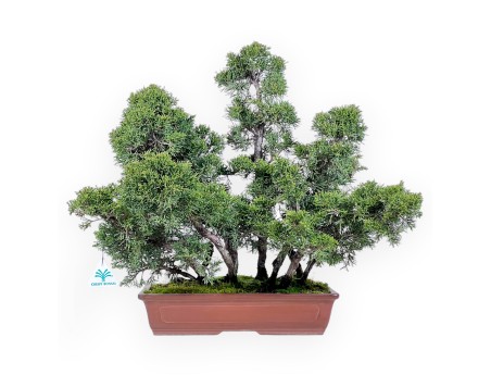 Juniper bonsai 47 cm | Rectangular stoneware pot