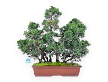 Bonsai di ginepro da 47 cm | Vaso rettangolare grès