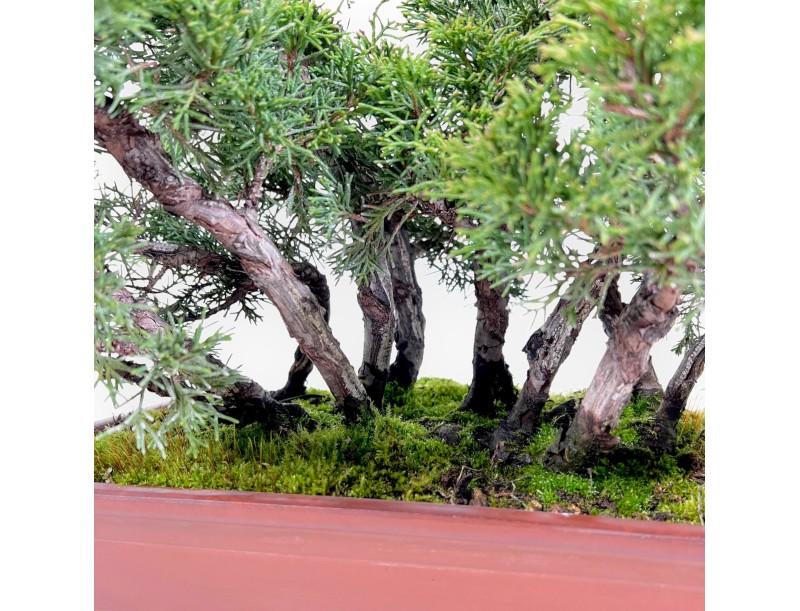 Bonsai di ginepro da 47 cm | Vaso rettangolare grès