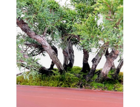 Jeneverbes bonsai 47 cm | Rechthoekige ongeglazuurde pot