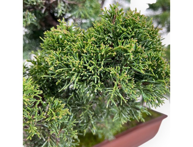 Bonsaï de genévrier de 47 cm | Pot rectangulaire en grès 2